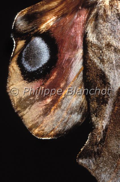 aile smerinthus ocellata.JPG - Gros plan, ailes de Smerinthus ocellataSphinx demi paonEyed Hawk moth wingLepidoptera, SphingidaeFrance
